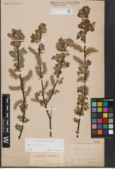 Foto von Salix aurita L.